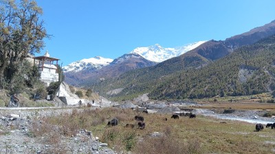  जलवायु परिवर्तनको प्रभाव : सङ्कटमा चौँरी खर्क 